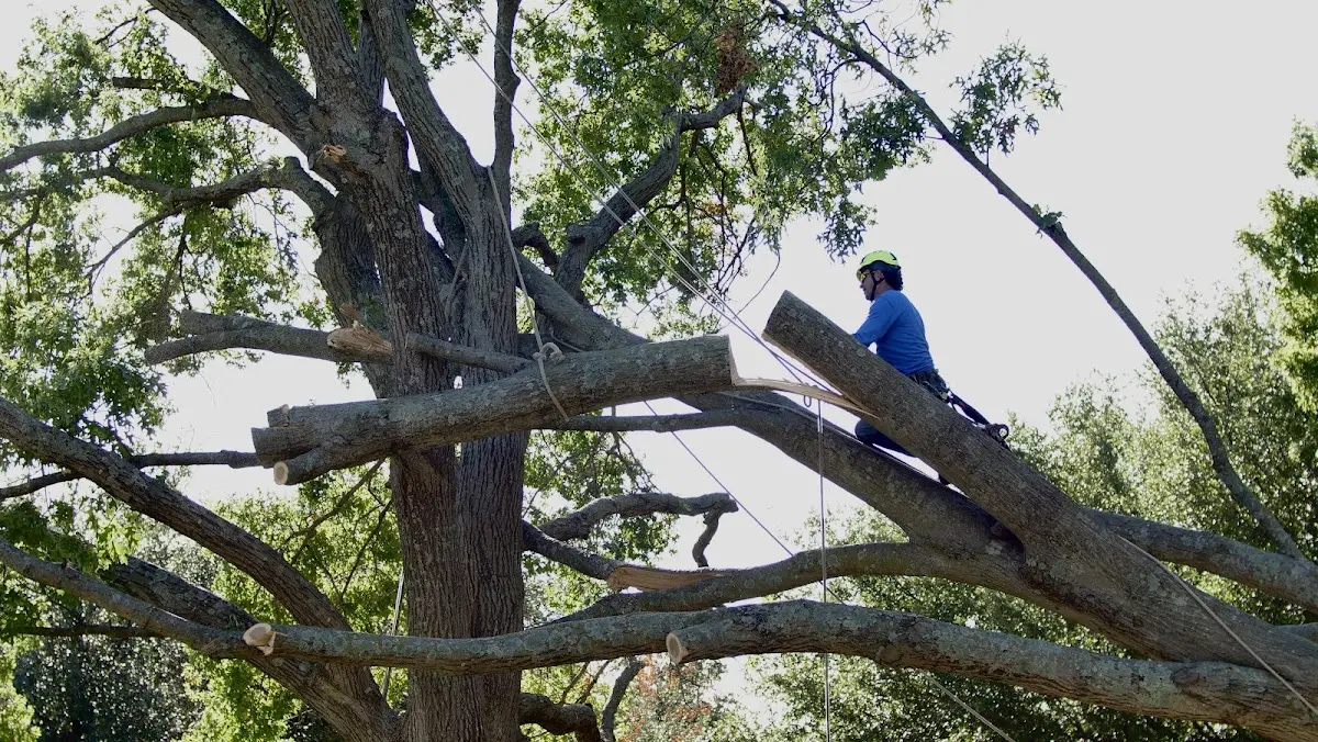 Professional Crown Thinning performed by certified arborists in Cass Lake