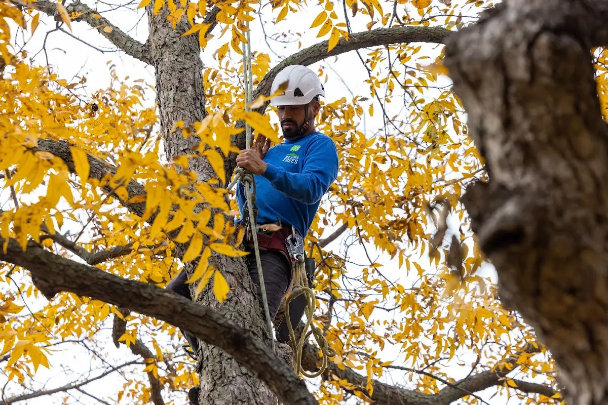 Skilled Tree Trimming crew working in Cass Lake